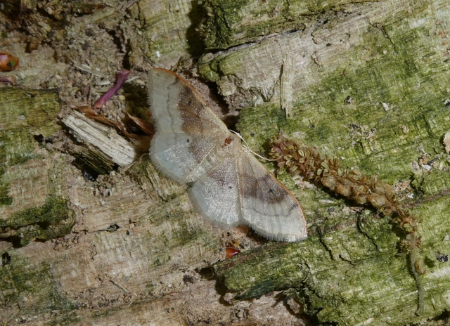 Idaea degeneraria - barnasávos araszoló