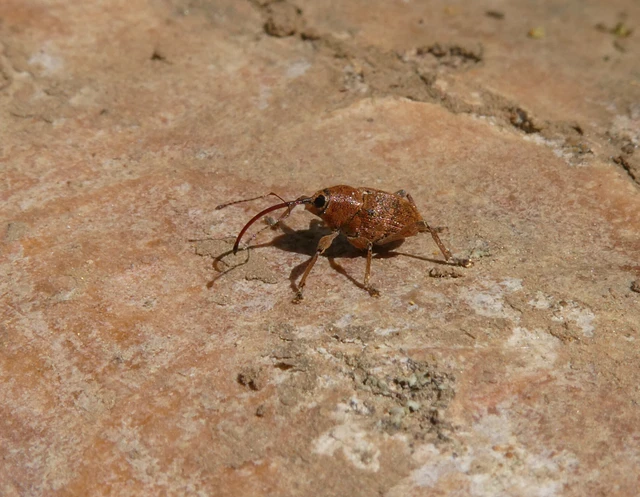 Curculio glandium - tölgymakkzsuzsóka