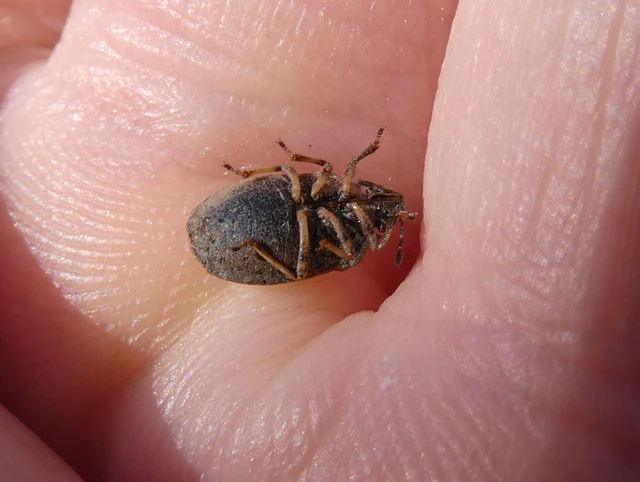 Podops inunctus - szarvas pajzsospoloska Podops inunctus - szarvas pajzsospoloska