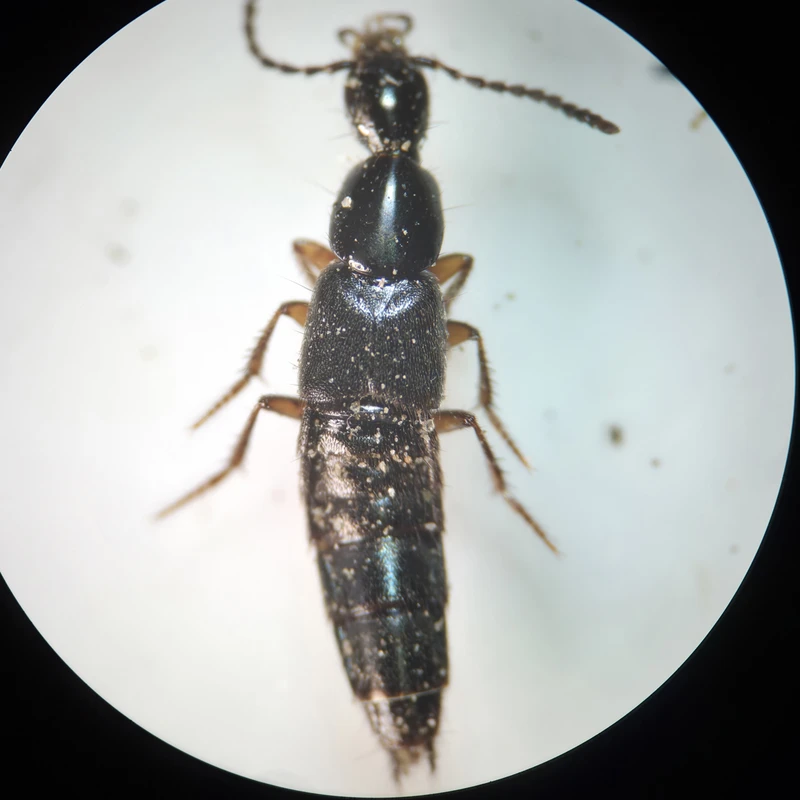Philonthus fumarius - kormos ganajholyva