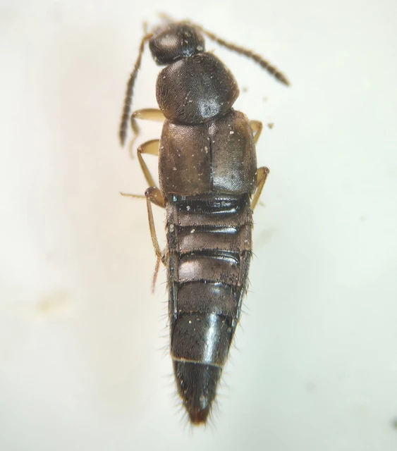 Oxypoda acuminata - közönséges pudvaholyva
