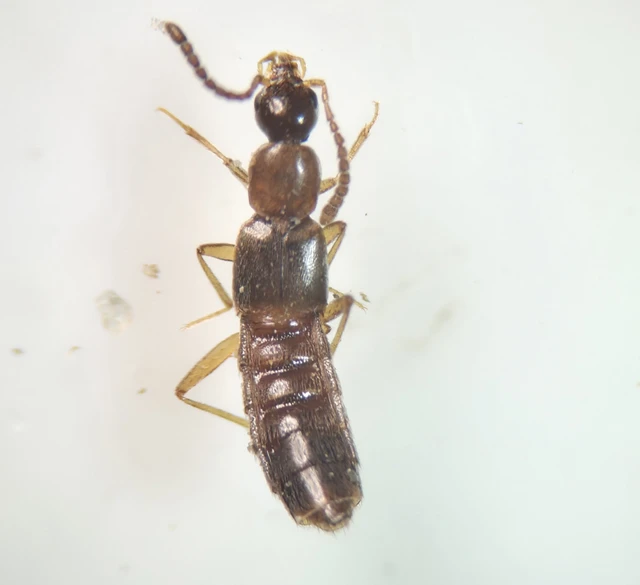 Tetralaucopora rubicunda - vöröses partfutóholyva