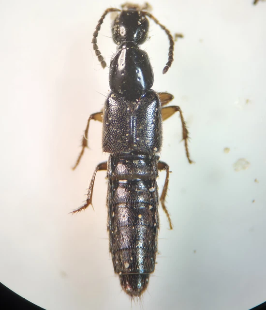 Philonthus fumarius - kormos ganajholyva