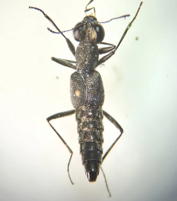 Stenus biguttatus - kétpettyes szemesholyva Stenus biguttatus - kétpettyes szemesholyva