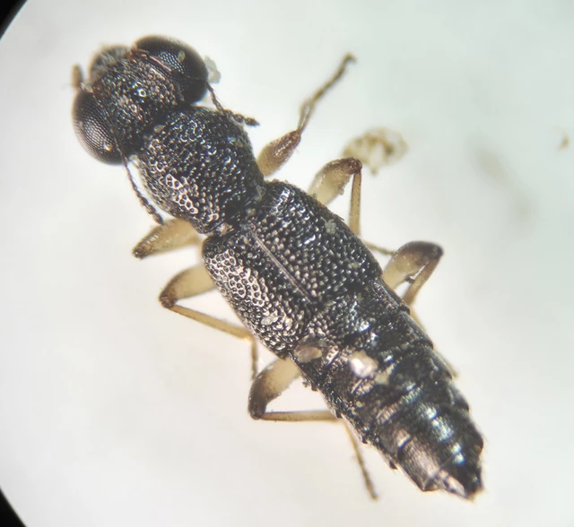 Stenus ochropus - fényes szemesholyva Stenus ochropus - fényes szemesholyva