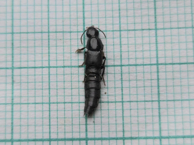 Quedius fuliginosus - kormos mohaholyva