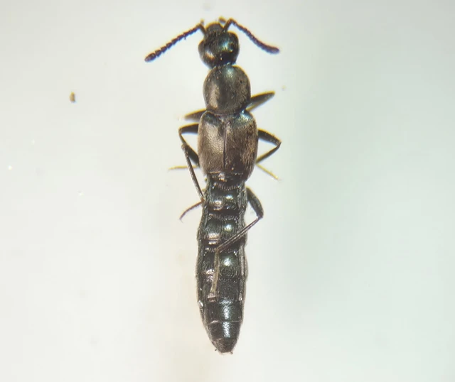 Tachyusa concinna - kecses cingárholyva