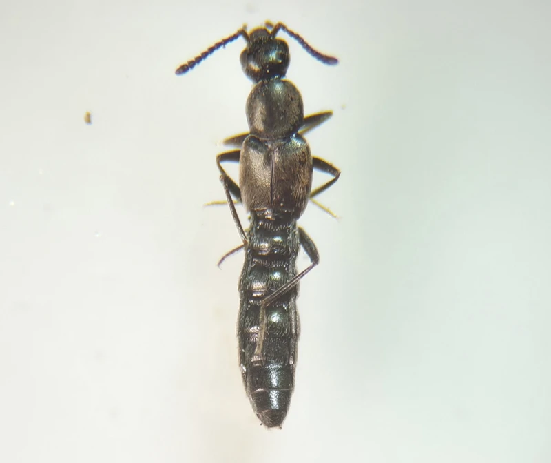 Tachyusa concinna - kecses cingárholyva