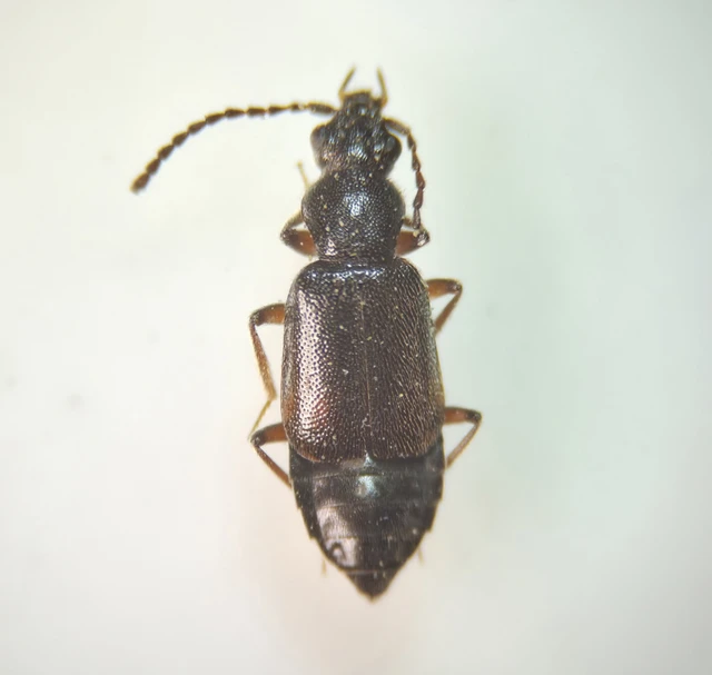 Lesteva longoelytrata - partfutó felemásholyva