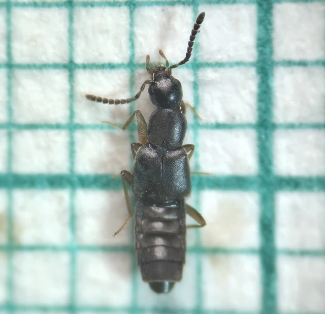 Thinonoma atra - selymes cingárholyva