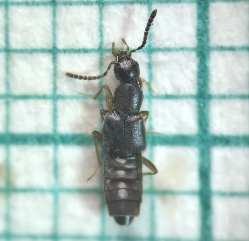 Thinonoma atra - selymes cingárholyva