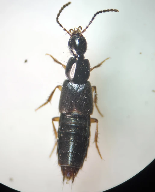 Philonthus fumarius - kormos ganajholyva