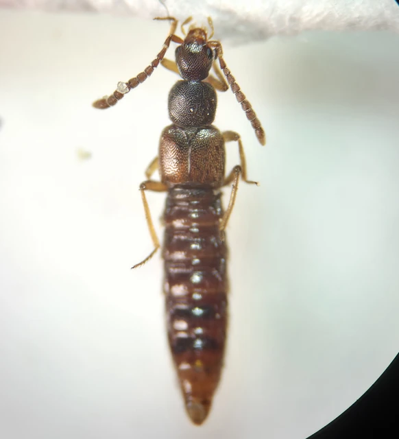 Ilyobates nigricollis - termetes vastagcsápúholyva