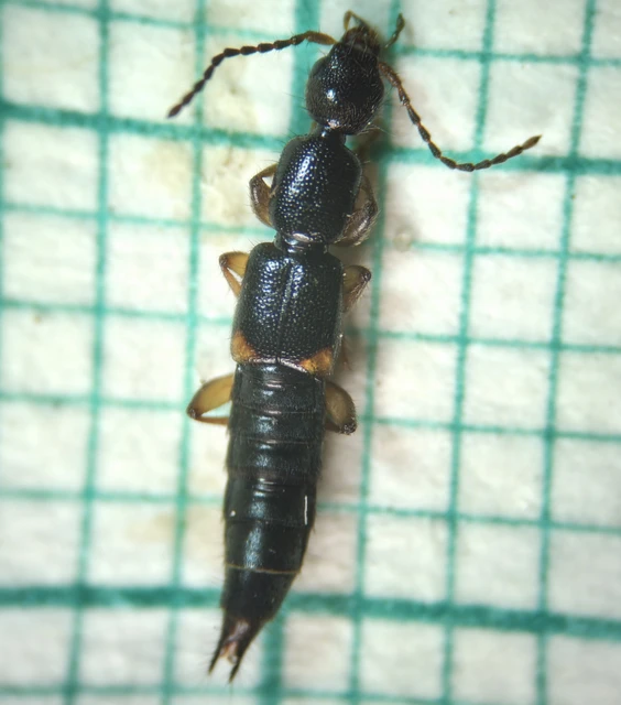 Tetartopeus terminatus - lápi mocsárholyva
