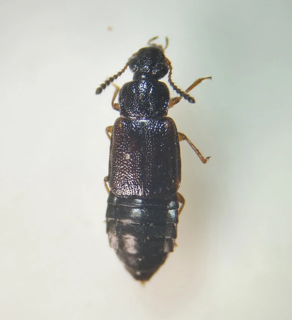 Omalium rivulare - gödörkés barázdásholyva Omalium rivulare - gödörkés barázdásholyva