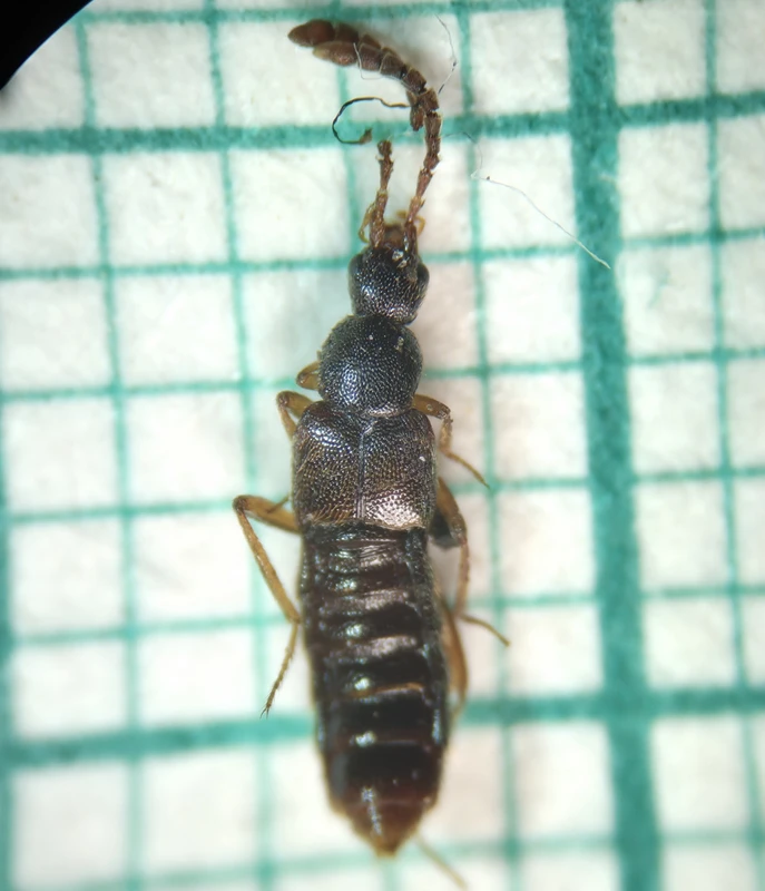 Ilyobates nigricollis - termetes vastagcsápúholyva