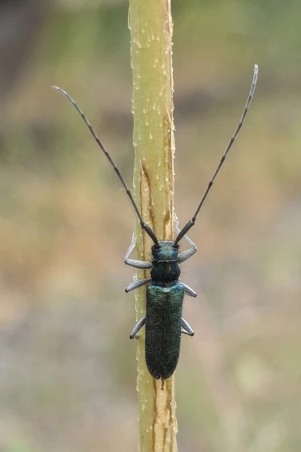 Agapanthia violacea - kék somkórócincér