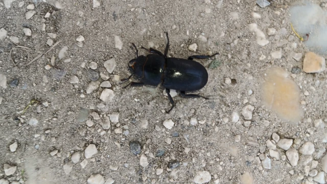 Dorcus parallelipipedus - kis szarvasbogár