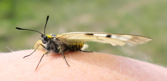 Parnassius mnemosyne - kis apollólepke