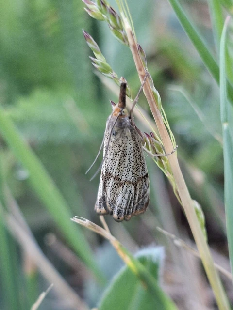 Thisanotia chrysonuchella - tavaszi fűgyökérmoly