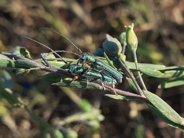 Phytoecia caerulea - fémzöld fűcincér