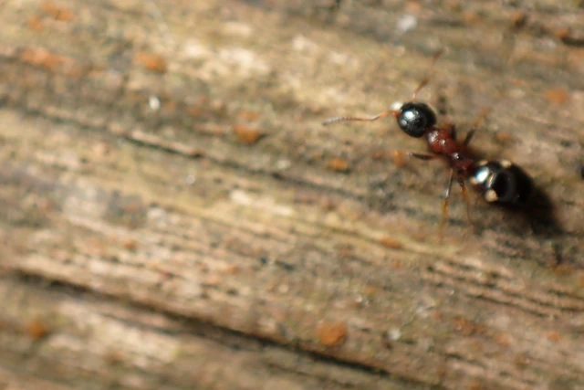 Dolichoderus quadripunctatus - négypettyes erdeihangya
