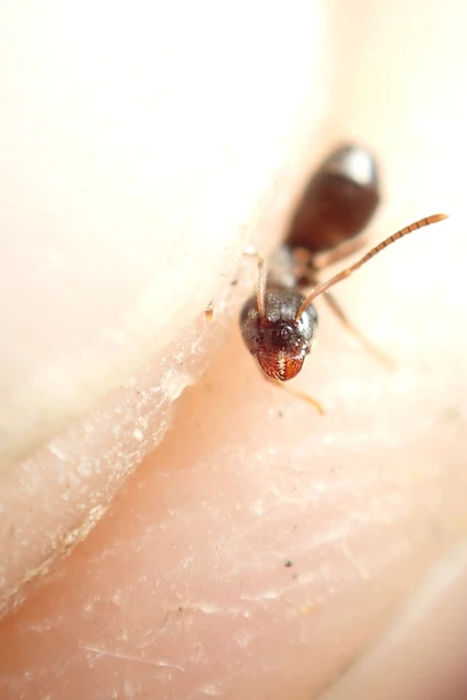 Lasius platythorax - erdei feketehangya