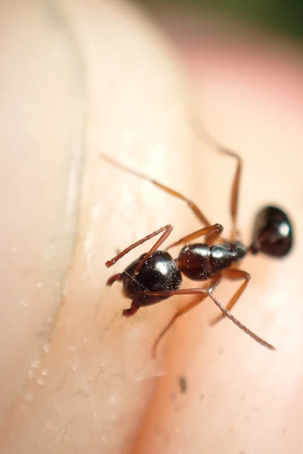 Camponotus fallax - ligeti lóhangya
