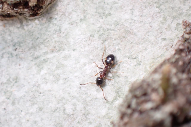 Dolichoderus quadripunctatus - négypettyes erdeihangya