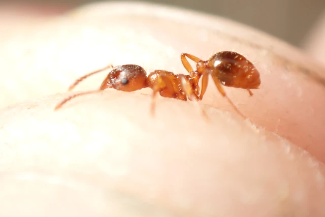 Myrmica rubra - közönséges bütyköshangya