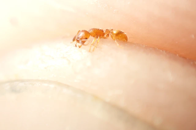 Temnothorax unifasciatus - gyűrűs kéreghangya