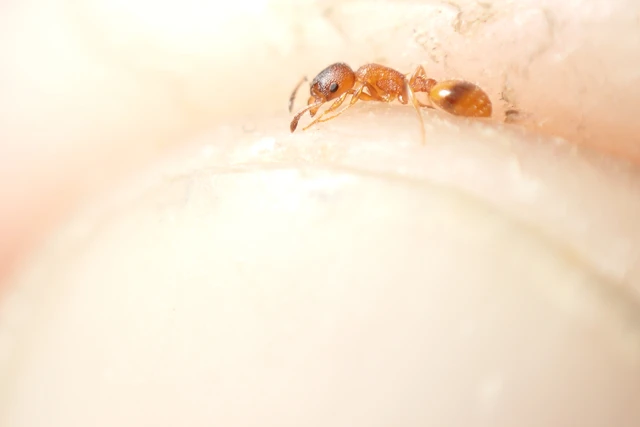 Temnothorax unifasciatus - gyűrűs kéreghangya