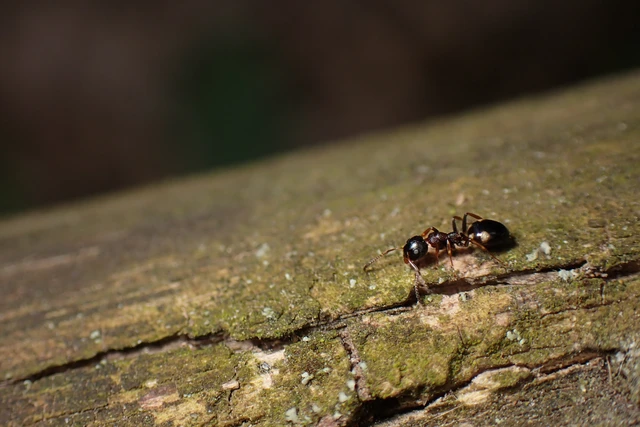 Dolichoderus quadripunctatus - négypettyes erdeihangya