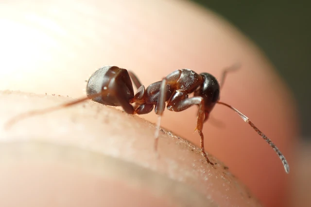 Formica cunicularia - gyakori rabszolgahangya