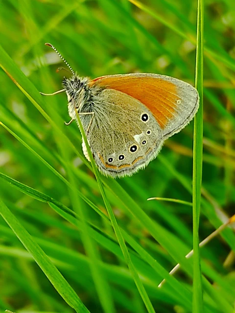 Coenonympha glycerion - közönséges szénalepke