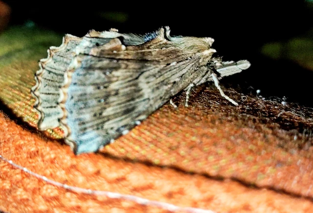 Pterostoma palpina - csőrös púposszövő