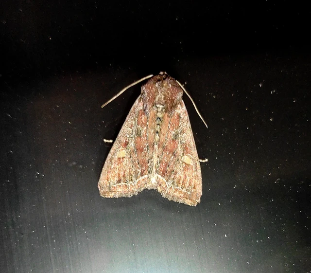 Lacanobia oleracea - saláta-kertibagoly