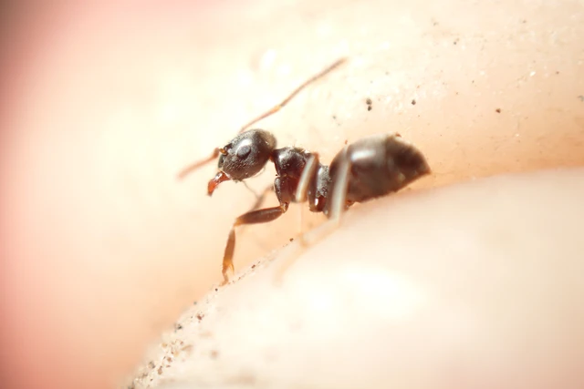 Lasius bombycina - pusztai feketehangya