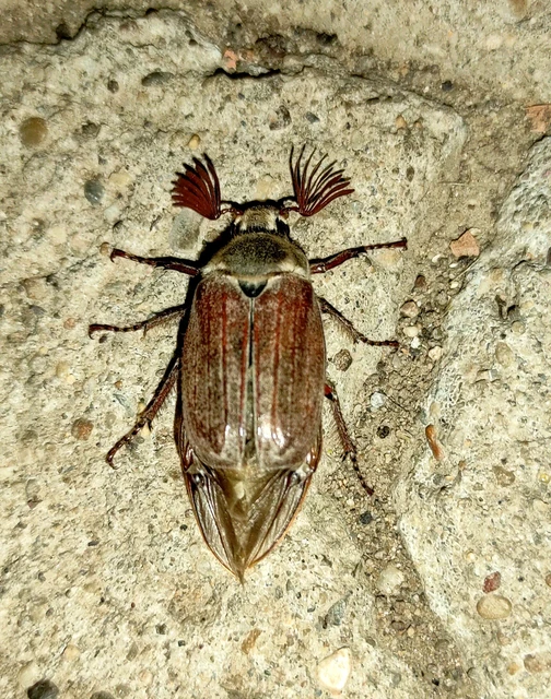 Melolontha melolontha - májusi cserebogár