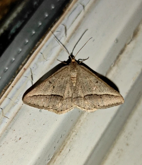 Tephrina arenacearia - lucerna-araszoló