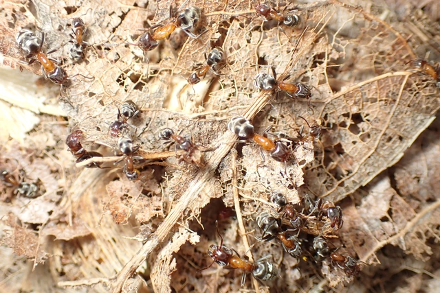 Liometopum microcephalum - tölgyfahangya