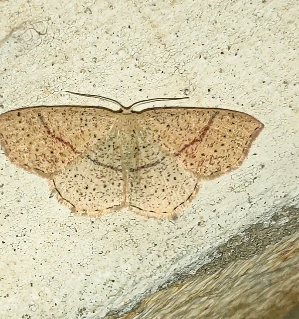 Cyclophora punctaria - sávos pettyesaraszoló