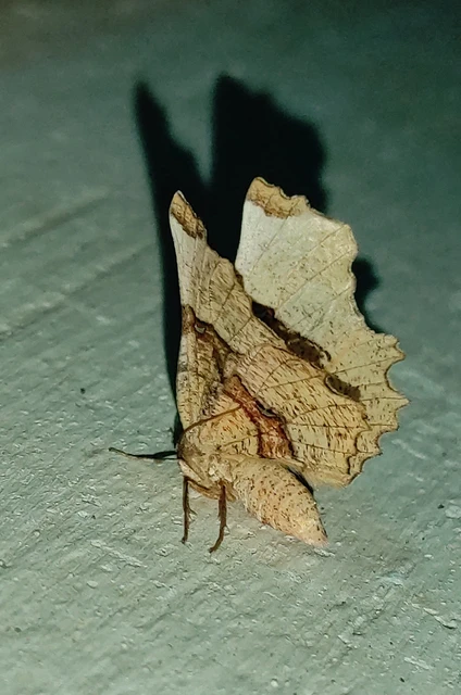 Selenia lunularia - egyfoltos holdasaraszoló