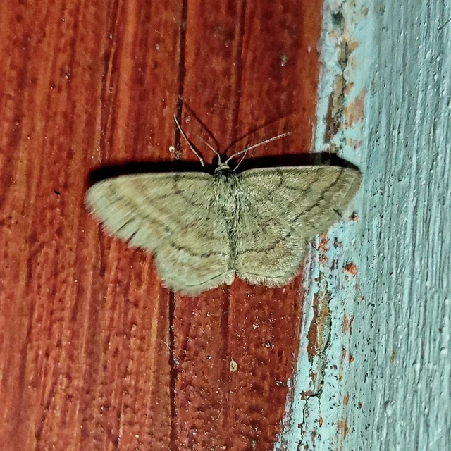 Scopula rubiginata - réti pirosaraszoló