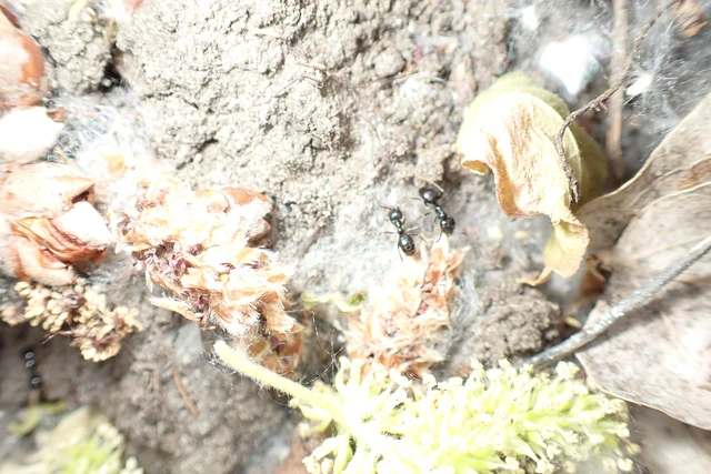 Lasius fuliginosus - kartonépítő fahangya
