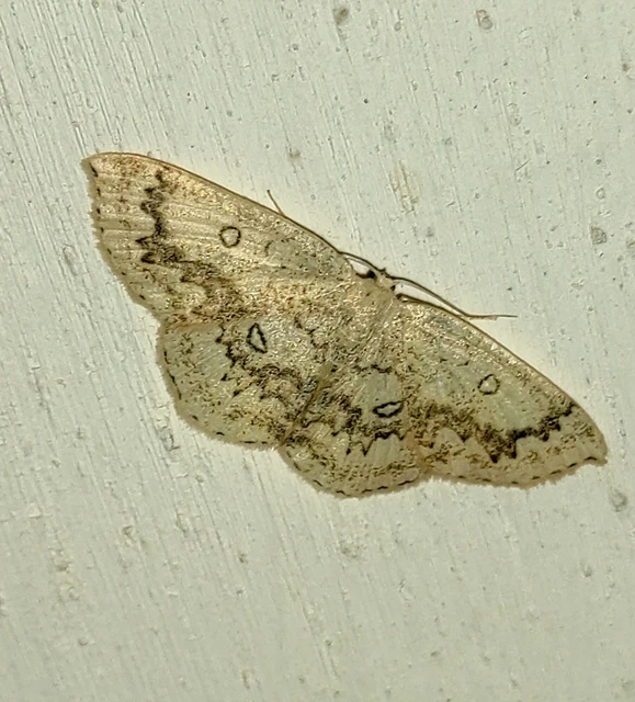 Cyclophora annularia - gyűrűs pettyesaraszoló