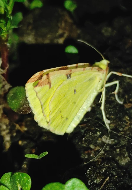 Opisthograptis luteolata - citromsárga araszoló