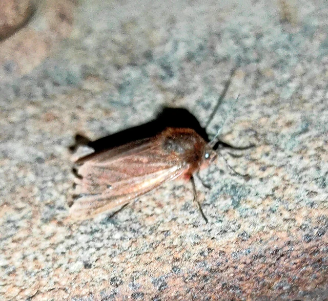 Phragmatobia fuliginosa - füstös medvelepke