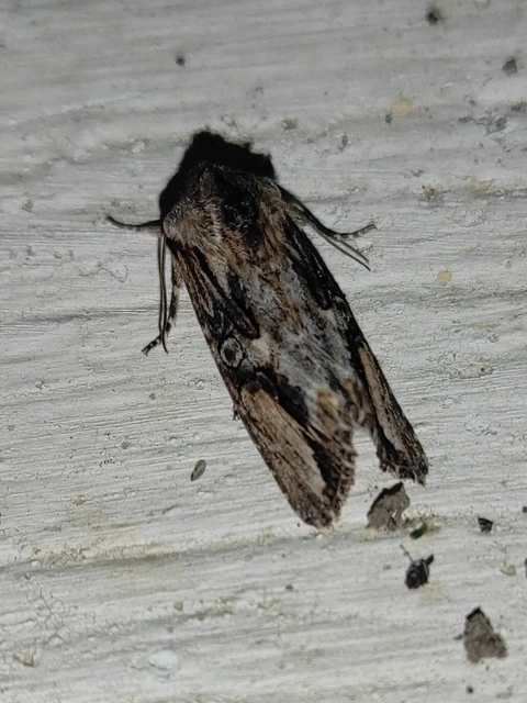 Egira conspicillaris - változékony szürkebagoly