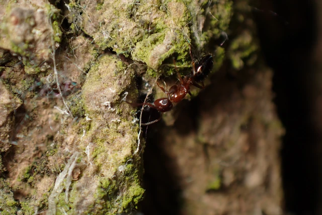 Colobopsis truncata - kapushangya